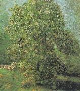 Vincent Van Gogh Blossoming Chestnut Tree France oil painting artist